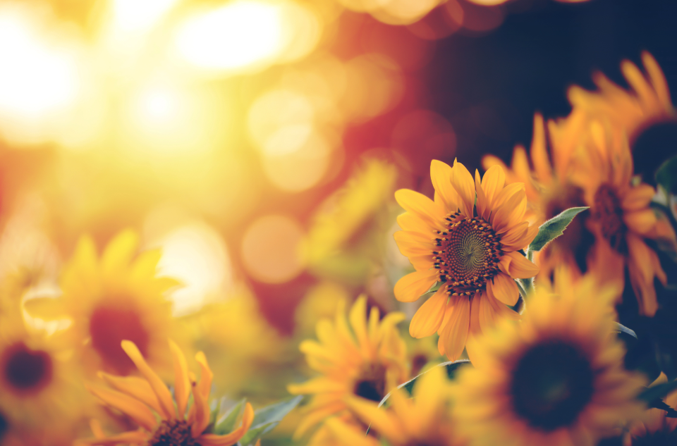 Girasole, fonte dell’olio emolliente presente in Olio Con-tatto